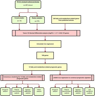 Classification of stomach adenocarcinoma based on fatty acid metabolism-related genes frofiling